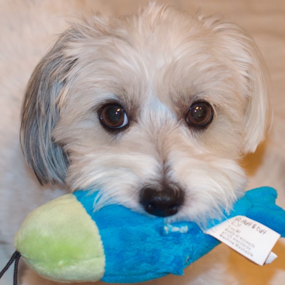 Meet your Posher, Suzana - Picture 4 of 4